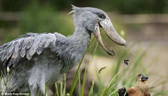 applejuicewerewolf: nightmares06:   terulakimban:   todaysbird:  todaysbird:  every photo of a shoebill eating is progressively worse than the last  the one exception: this gentle boy who just wants to share a snack with you  I feel I should point out