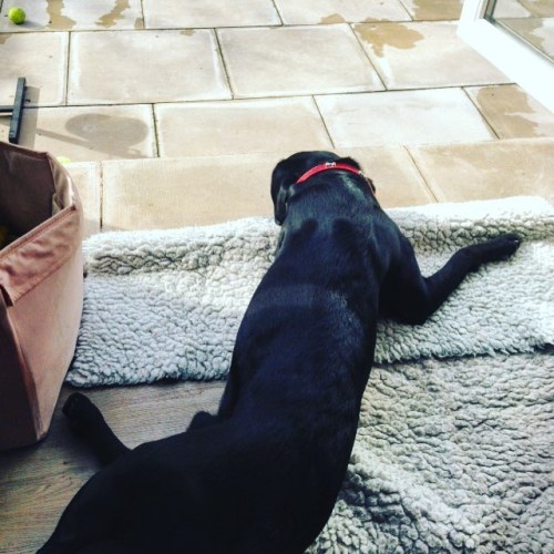 Puppy chilling out while the sun is nice #blacklab #dogsofinstagram #labrador