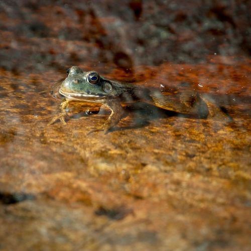 Canadian frog  :: #frog #frogs #animals #animal #nature #canada #ontario #lakesuperior #travel #trav