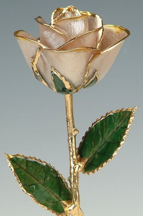 sosuperawesome: Real Preserved Roses Trimmed with Gold / Dipped in GoldLiving Gold Co on EtsySee our