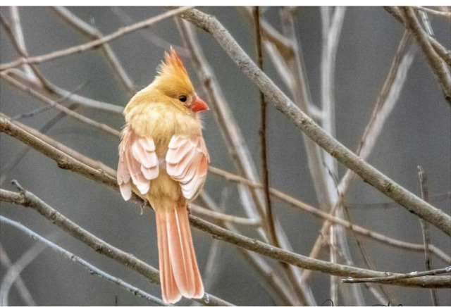 todaysbird:this ‘rose gold’ northern cardinal has obvious abnormal coloration; it’s believed this is due to xanthochromism, or an overproduction of yellow pigmentation. it was photographed in the wild in michigan.