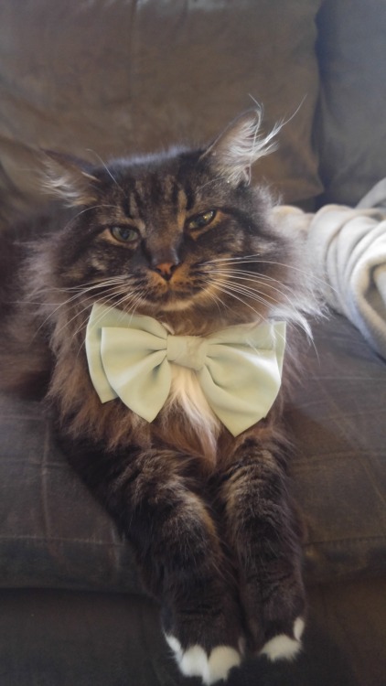 king-kris-of-the-losers:My cat likes wearing a bow…it makes her feel important