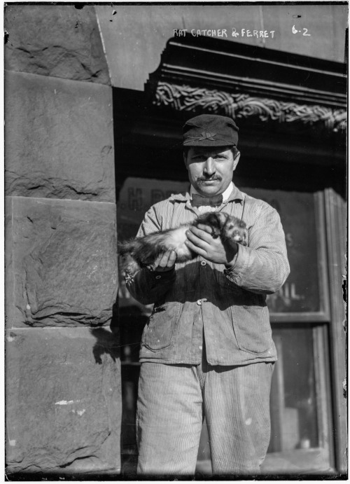New York CIty. A Rat Catcher and his Ferrets, circa 1900.