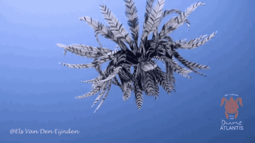 gifsboom:Feather Starfish. [video]