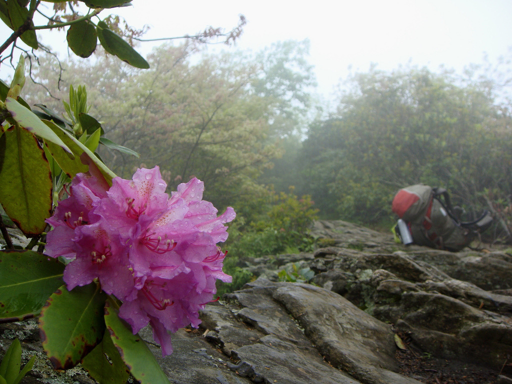 golookoutside:   travelstache:  travelstache does a section of the appalachian trail. 