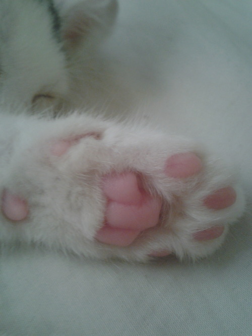 gayrard-way:  かわいい ♡ 