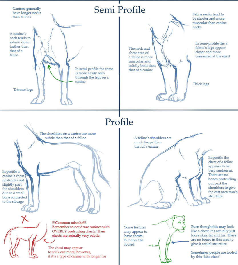 helpyoudraw:  Canine v. Feline Anatomy Tuts by Daesiy from DeviantArt 