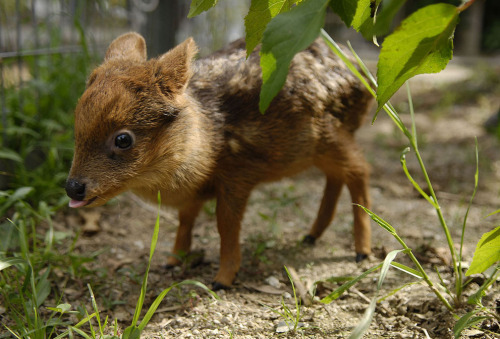 rhamphotheca: A one month old baby Southern Pudú (Pudu puda) grazes in an artificial environm