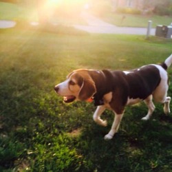 lapistachio:  handsomedogs is having a “Sunray