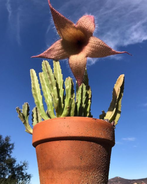 Bet you thought you’d seen the last of these blooms, huh? Well, now you have. I’m pretty sure this w