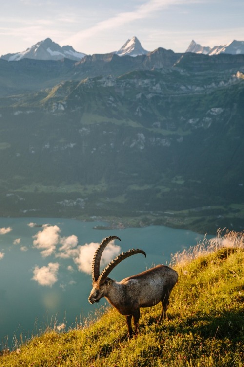 magrei:Such an incredible experience watching this animal enjoying the first sun rays up close!