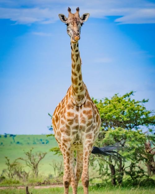 Masai Giraffe | Masai Mara | Kenya | Nikon Gears Giraffes have a small hump on their back and have a