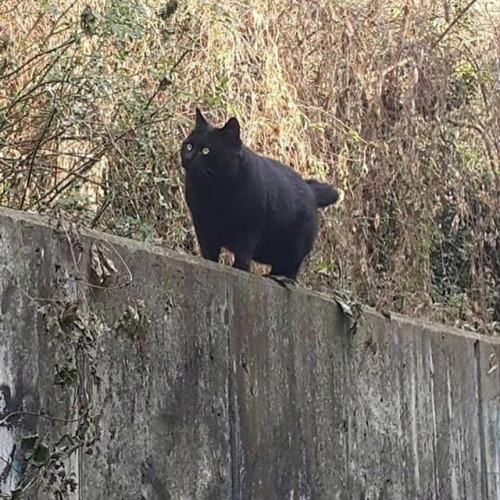 发现一只假的流浪猫。。。作为一只流浪猫，这生活质量好的不是一点点。