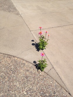 leafcutie:  determined lil flowers growing through my neighbor’s driveway ✿