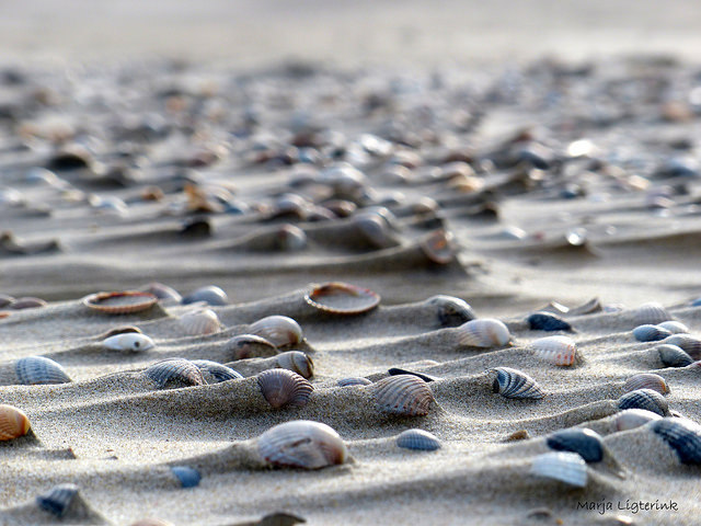  sandy shells by Marja Ligterink on Flickr. 
