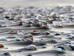  Sandy Shells By Marja Ligterink On Flickr. 