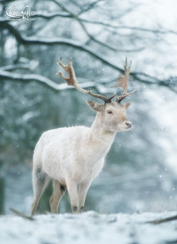 drxgonfly:  White on White (by Max Ellis) 