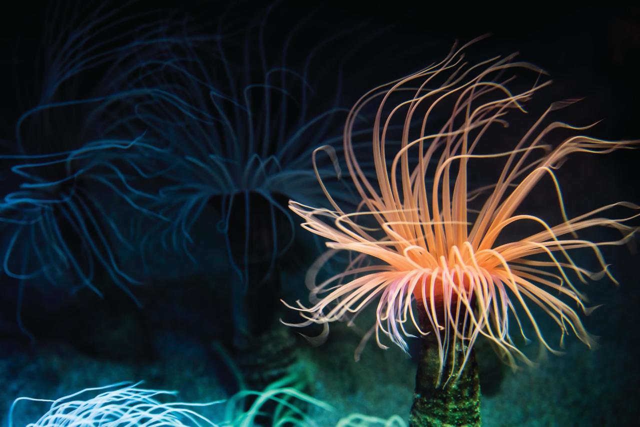 An orange tube anemone in the foreground with a few other tube anemones in the darkened background