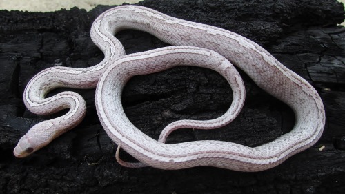 cornysnake:Belle - ice bloodred tessera corn snake (Pantherophis guttatus)Finally an overcast day!Oh