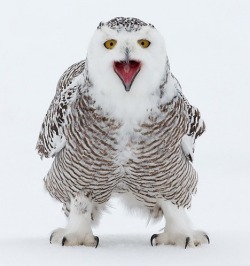 Damn kids, stay off my snowbank! (Snowy Owl)