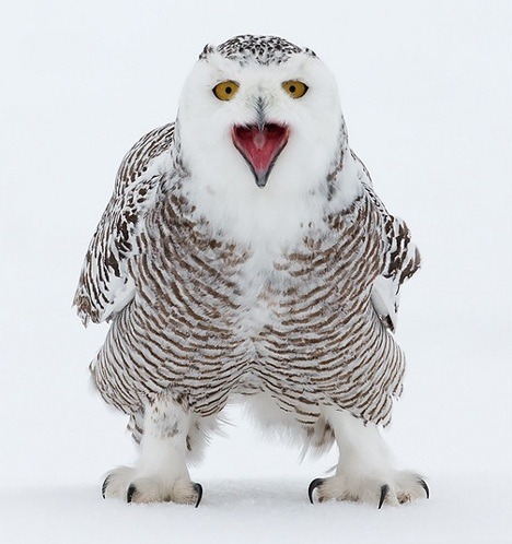 Porn photo Damn kids, stay off my snowbank! (Snowy Owl)