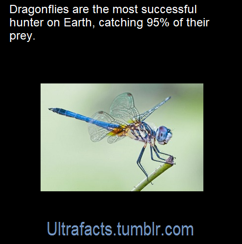 ultrafacts: Source: [x] Click HERE for more porn pictures