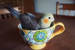 tilleyandpepperthebirds:  The coffee isn’t