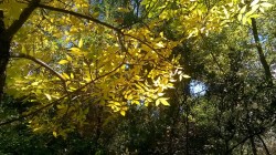 It’s that time of year again when the leaves start changing colors!!!Taken at Bear Creek Dog Park (X)