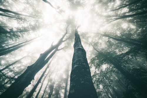 drxgonfly: Untitled and Misty Forest (by Szabo Ervin-Edward) Photographer’s Instagram