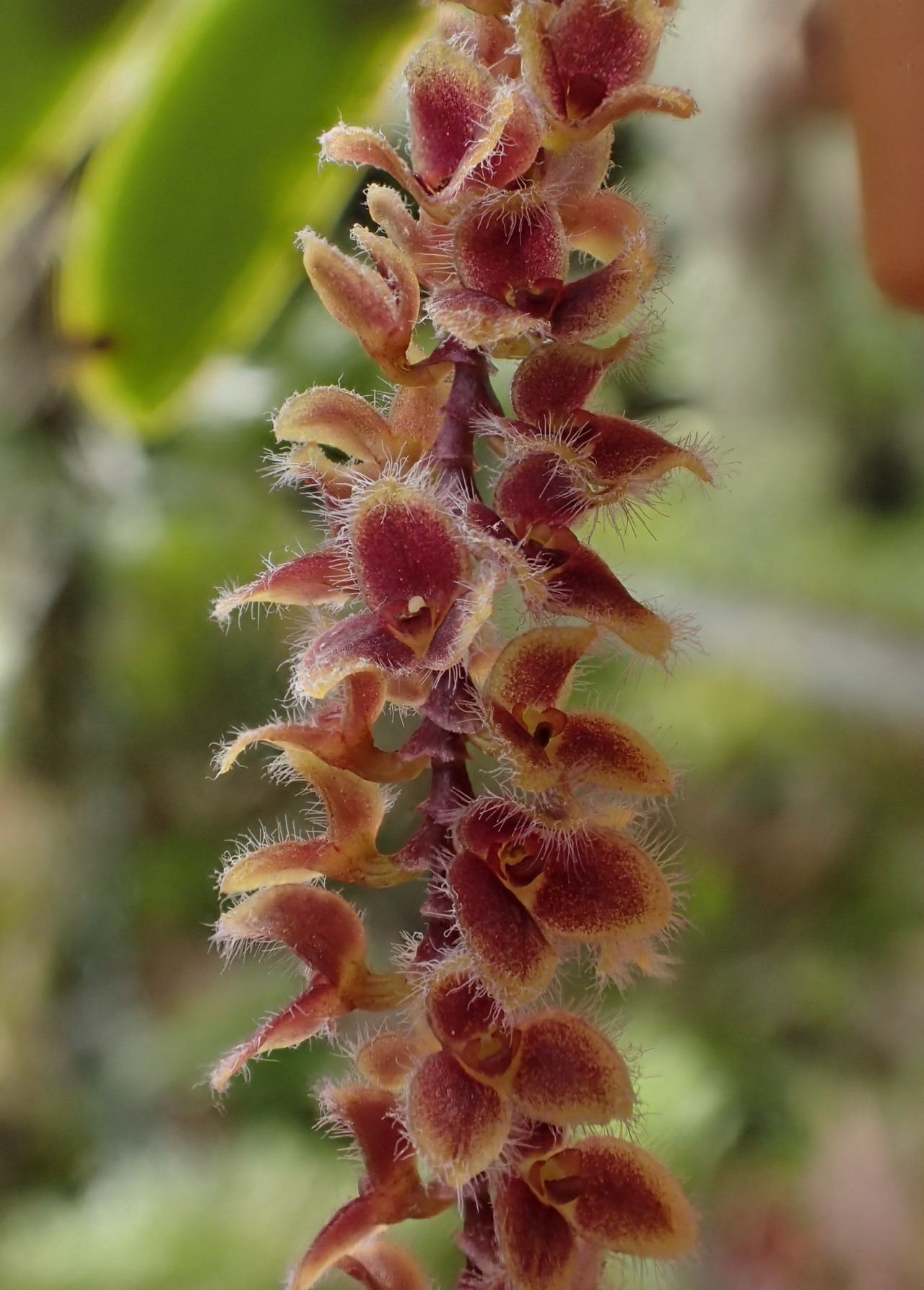 orchid-a-day:  Stelis ciliarisSyn.: Apatostelis ciliaris et al. June 7, 2015 