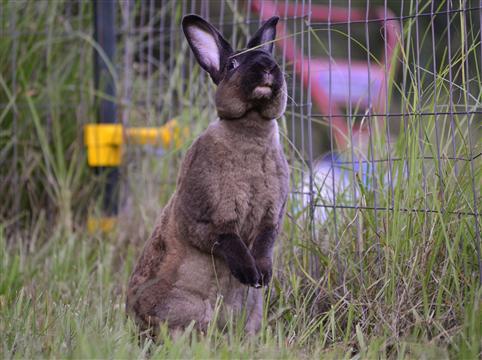 House Bunny Duchess LaChocolate Bunny reaching for a blade of grass in her outdoor run.. (via The Ad