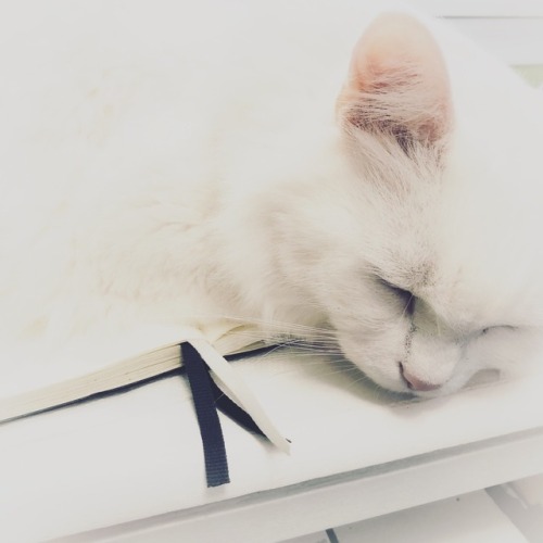 shackwackycatlady:Moe demanded that I immediately stop my bullet journaling so that he can have the 