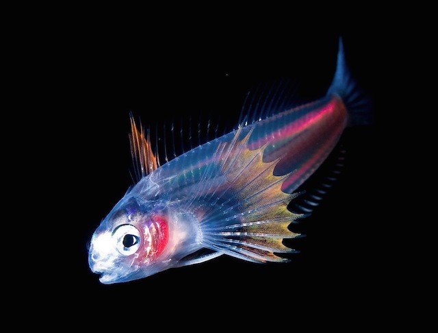 nevver:  Monsters of the deep, Joshua Lambus