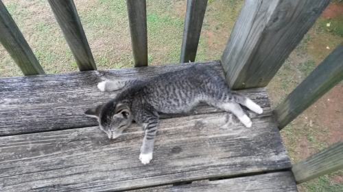 Fat sleepy kitten is fat and sleepy. Cute overload. But don&rsquo;t let the cuteness fool you - I no