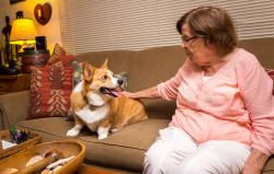 otisthecorgi:  Otis enlists The FrogGram into his favorite game: fox tug-of-war.