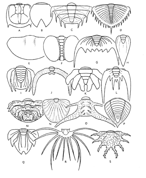 franzanth: Yknow what’s cray?Trilobite butts a.k.a. trilobutts. src: Treatise on Invertebrate 