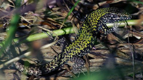 Just wrote a blog-post about my recent wall-lizard watching expedition to Shoreham. Click through fo