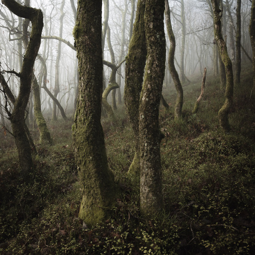 Forest Squares - SomersetPhotographed by Freddie Ardley - Instagram @freddieardley