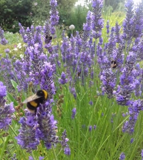 orlathewitch:My bumbles in the lavender