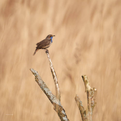 Finally a warm day with sun - and the Bluethroat is back from the south!