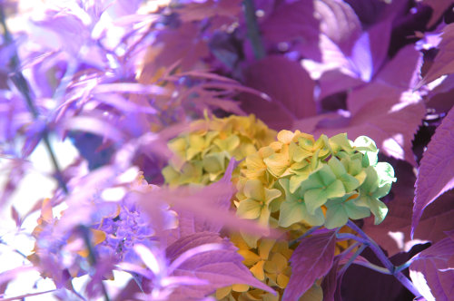nirv-asana:  milesdeap:  6/3/2015by Miles G  hydrangeas :’)