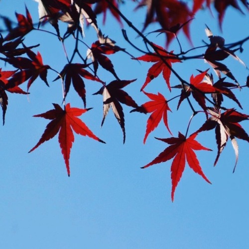 #紅葉 #もみじ #青空 #秋色 #もみじ谷 #偕楽園公園 #水戸 #茨城 #autumnleaves #coloredleaves #momiji #sky #bluesky #autumn #mi