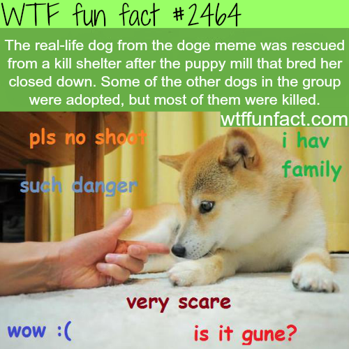 wtf-fun-factss:  The real-life dog from the doge meme - WTF fun facts