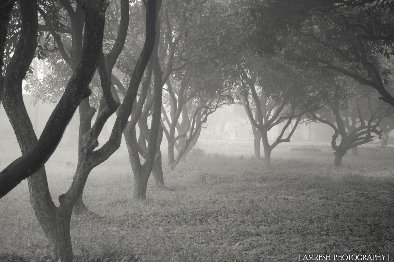 sapphire1707:  The WINTER DARK FOREST | by AmreshKumar | http://ift.tt/1vgI5RO