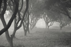 Sapphire1707:  The Winter Dark Forest | By Amreshkumar | Http://Ift.tt/1Vgi5Ro
