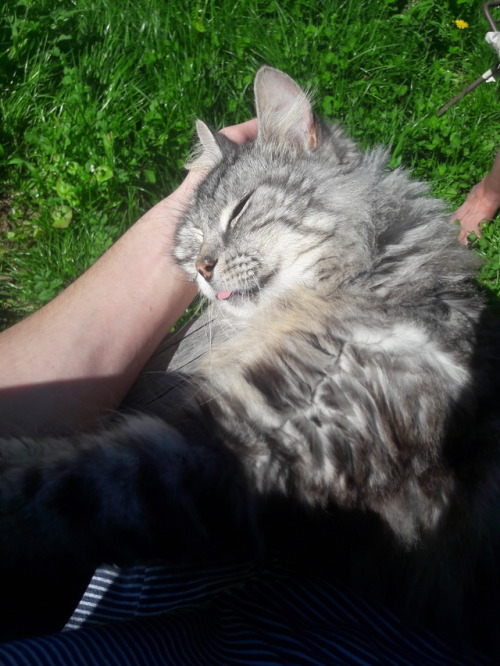 inkmaze: a sunny, affectionate cat