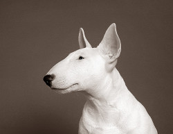 garabating:  Puppy Bull Terrier by Piotr