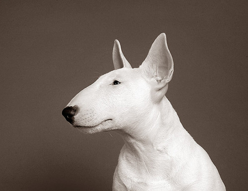 garabating:  Puppy Bull Terrier by Piotr Organa   I’ll have a Bull Terrier just like this 1 and name him Vader. Yes, ‘cause of Darth Vader. Problem? Didn’t think so.