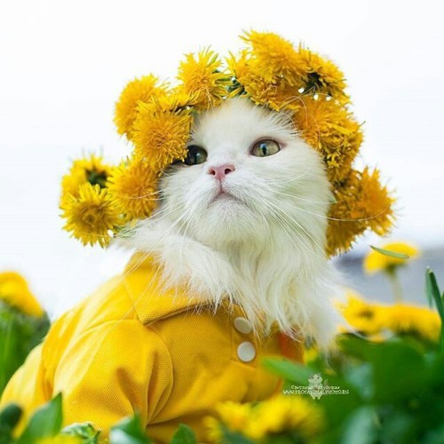 cat-lover-1001:🌺Spring🌺 cats with 👑 🌺  🌺🌸🌼🌺🌸🌼🌺🌸🌼🌺