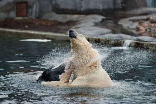 southernsideofme:The polar bear in Copenhagen Zoo gets a cow head about once a week.
